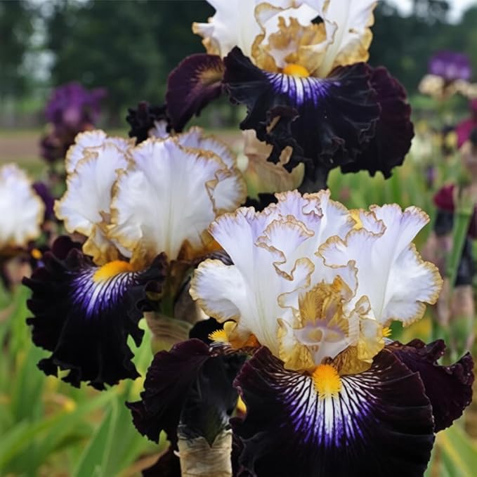 205+ Rare Mixed Iris Seeds for Planting - Perennial Bearded Iris Flower Seeds Exotic -Non-GMO Heirloom Exotic Flower Seeds Perennial for Garden Outdoor