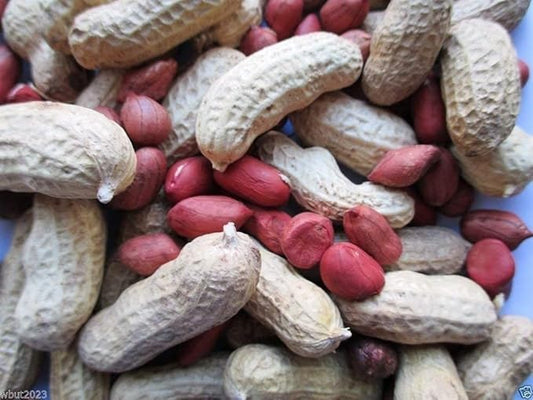 Tennessee Red Valencia Peanut - 50 Untreated Seeds-Organic, Non GMO !