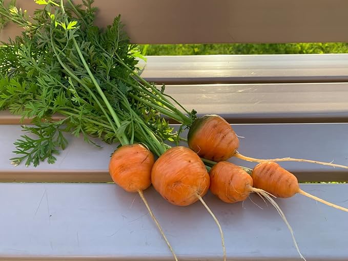 1000+ Seeds Carrot Paris Market - Vegetable Orange