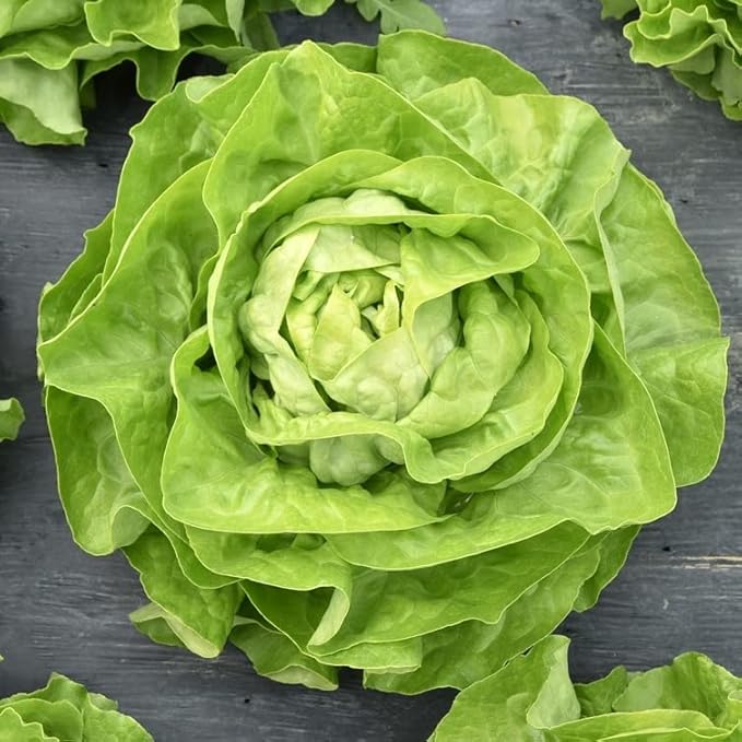 1000+ Seeds Butterhead Lettuce May's Queen for Indoor Salad - Vegetable Green