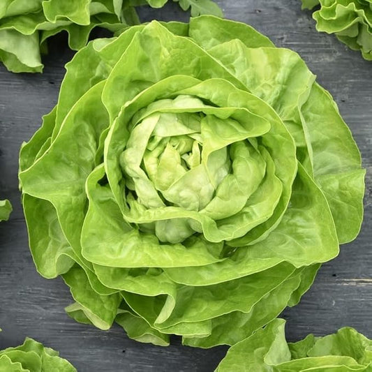 1000+ Seeds Butterhead Lettuce May's Queen for Indoor Salad - Vegetable Green