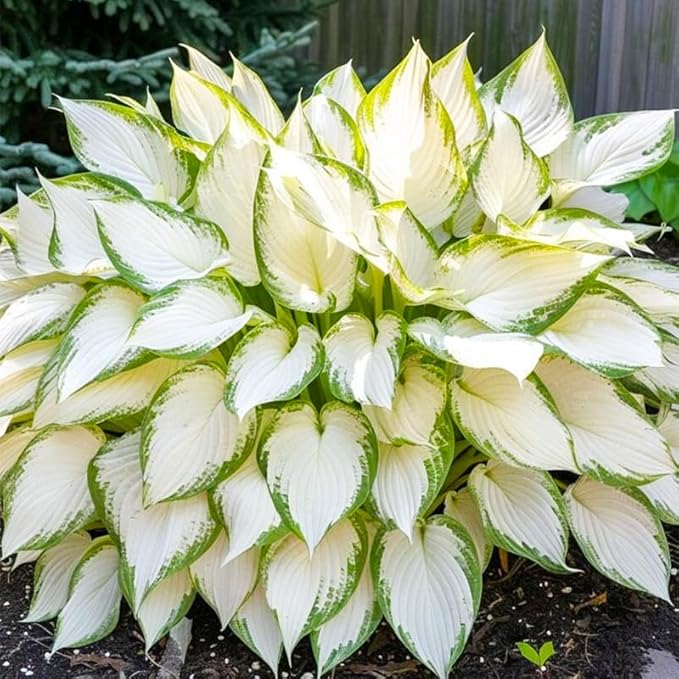 220+ Mixed Rare Hosta Seeds for Planting-Attract Pollinators Perennial Garden Decoration