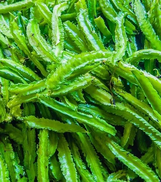 Winged Bean Seeds for Planting, Organic, Heirloom, Non-GMO - 30 Seeds USA Premium Four Angled, Princess Bean Seeds, High-Yielding Vine for Tropical Gardens, Containers & Unique Edible Pods