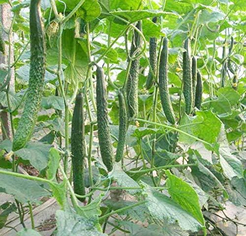 Seeds Vegetable Cucumber Chinese Long for Salads Without Bitterness for Pickling - 10 Seeds