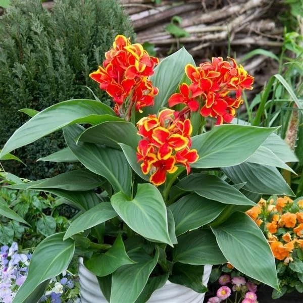 20+ Mixed Canna Lily Seeds Green Leaves Tropical Flowers Perennial Flowers Garden Plant