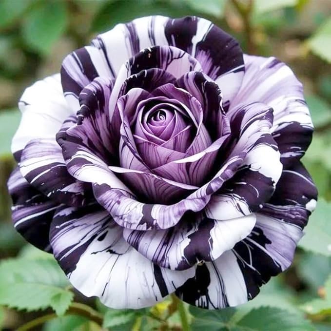 165+ Exotic Perennial Rose Seeds for Planting - Non-GMO Rare and Beautiful Rose Seeds for Garden Patio for Outdoor Planting