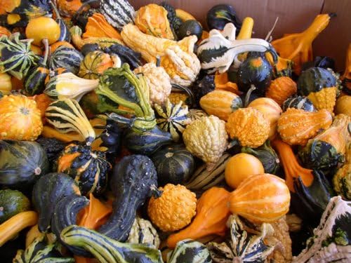 10+ Seeds Ornamental Pumpkin - Vegetable Mix