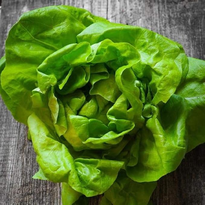 1000+ Seeds Butterhead Lettuce May's Queen for Indoor Salad - Vegetable Green