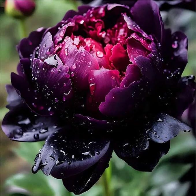 103+ Double Mixed Peonies Seeds Perennial Flower for Planting Outdoors,Premium Peony Seeds,Peony Flowers Seed Non-GMO Heirloom with Ruffled Blooms Garden