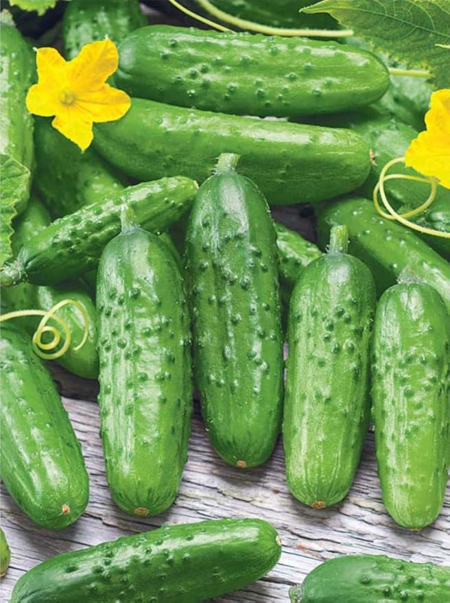 Seeds Cucumber Rodnichok F1 (Cucumis sativus L.) Source Pickling Heirloom Open-Pollinated Vegetable for Planting Non GMO