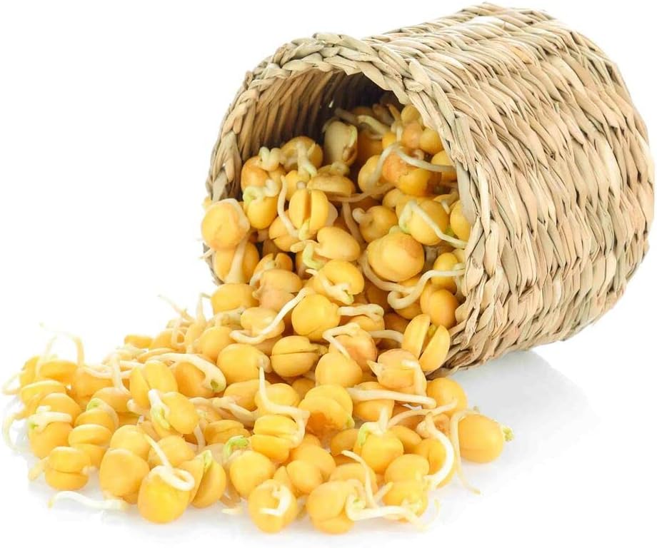Todd's Seeds Sprouting Garbanzo Beans, Non-GMO, Chemical Free, High Germination (1/4 Pound)