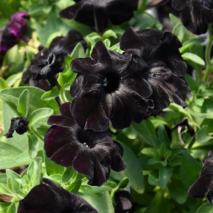 Black Petunia Seeds for Planting - Petunia Flowers Seeds Garden Hanging Baskets Flowers Annual Petunia Plant Seeds - 300 Seeds