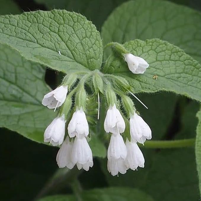 80+ Comfrey Seed for Planting,Comfrey Symphytum Officinale Seeds,Non-GMO Heirloom Pollinator Friendly Herb Seed for Home Outdoor Garden