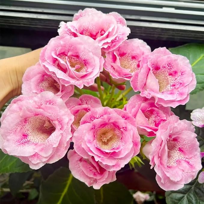 1000+ Perennial Mix Gloxinia Brocade Flower Seeds for Planting-Low Maintenance Flower Seeds for Home Garden-Great for Shaded Gardens & Cut Flower Arrangements