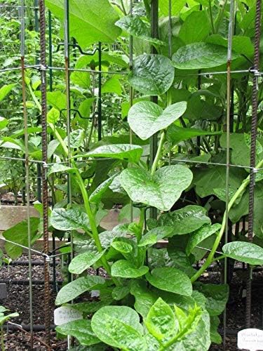 Malabar Spinach (Green Stem Variety) - Excellent for stir-fry cooking or RAW!!!!(10 - Seeds)