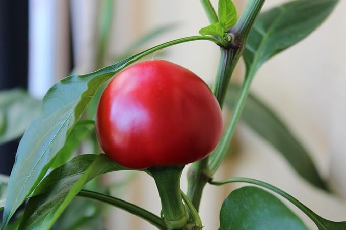 Seeds Red Hot Cherry Pepper Vegetable for Planting Heirloom Non GMO