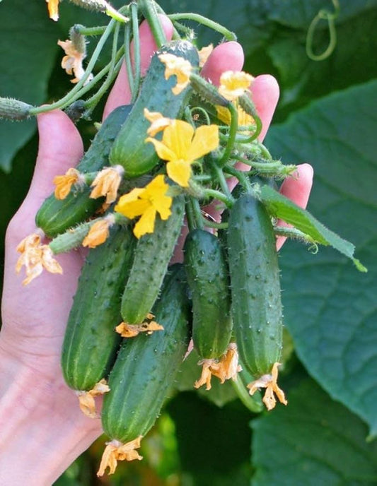 Seeds Cucumber Envy of a Neighbor F1 45 Days Open-Pollinated Pickling Non GMO Vegetable for Planting