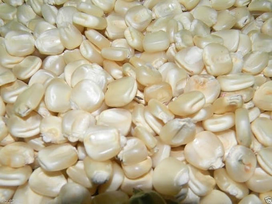 Hickory King White Dent Corn - Heirloom- Vegetable Seeds(1 LB Seeds)