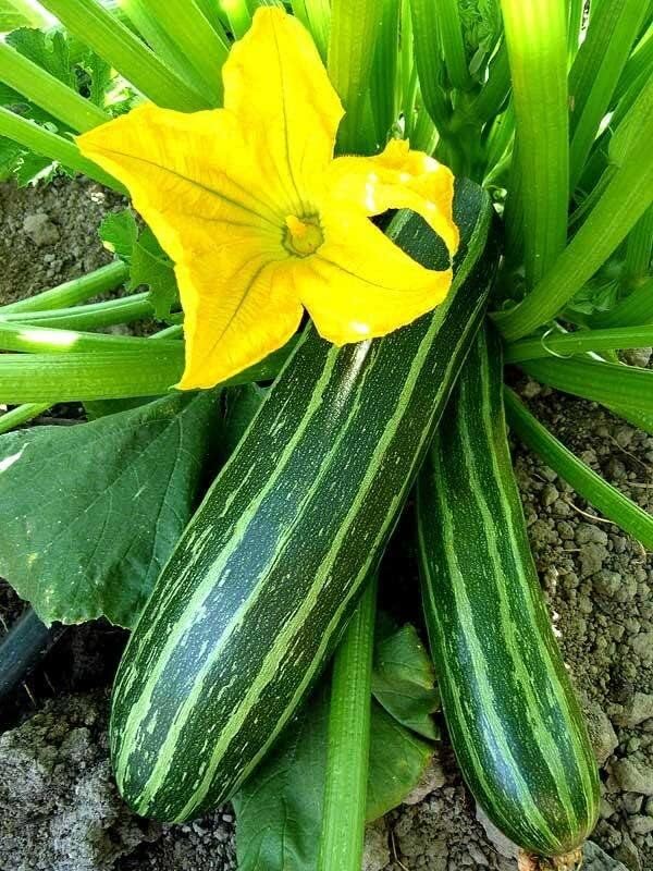 25 Organic Cocozelle Zucchini Summer Squash Seeds for Planting. Non GMO and Heirloom. 3 Grams of Seeds. Garden Vegetable Survival