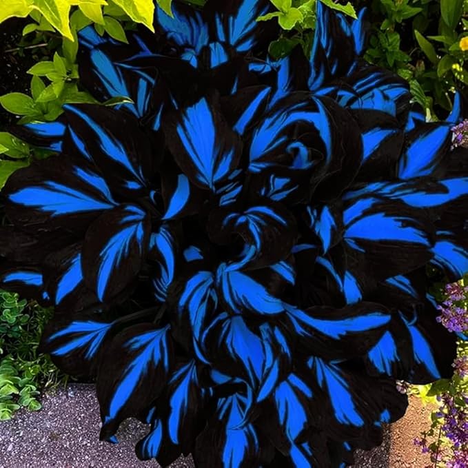 220+ Hosta Seeds Perennial for Planting,Hosta Seeds,Rare Hostas Seed Shade Plant for Garden Low Maintenance