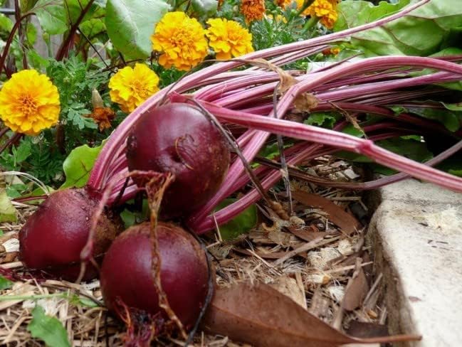 1200 Detroit Dark Red Beet Seeds for Planting 1 Ounce of Seeds Organic Non GMO and Heirloom Survival Vegetable Garden Bulk Seeds