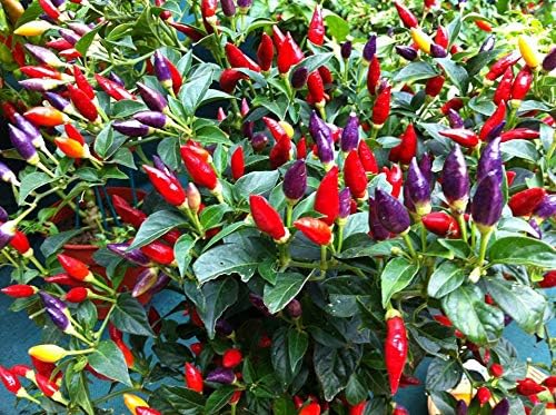 Seeds Indoor Masquerade Ornamental Pepper Mix for Pots Non GMO Vegetable for Planting