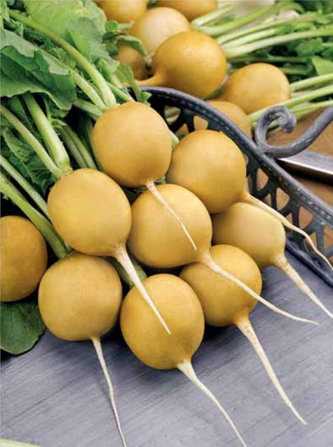 Seeds Vegetable Radish Yellow 23 Days Heirloom - 300 Seeds