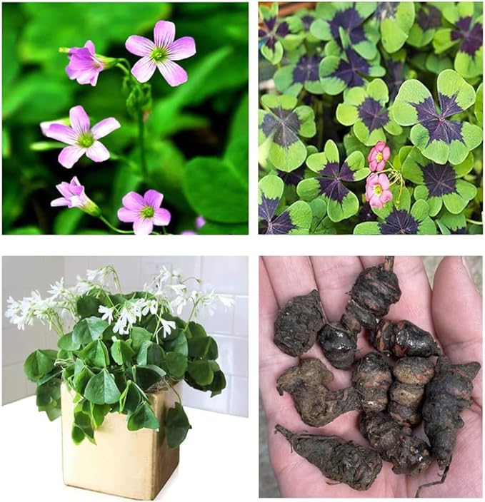 Green Shamrock Bulbs 15 Luck Oxalis Bulbs to Plant, Easy to Grow Indoors Outside The Novice Gardener's Choice