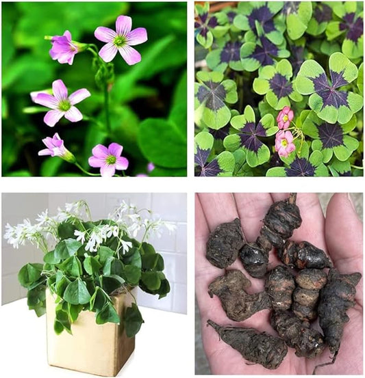 Green Shamrock Bulbs 15 Luck Oxalis Bulbs to Plant, Easy to Grow Indoors Outside The Novice Gardener's Choice