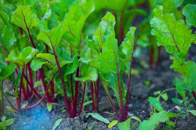 Detroit Dark Red Beet Seeds, Pack of 50 Vegetables Seeds for Plating