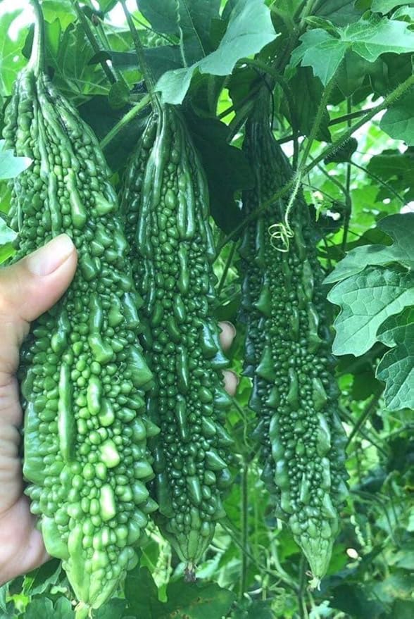 10 India Bitter Seeds, Kho Qua Rung Organic - Mai's Family