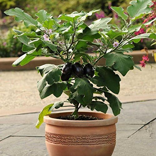 Park Seed Variety of Eggplant Vegetable Seeds, Plant Seeds, Easy to Grow, Perfect for Harvesting, Patio Baby, Pack of 15