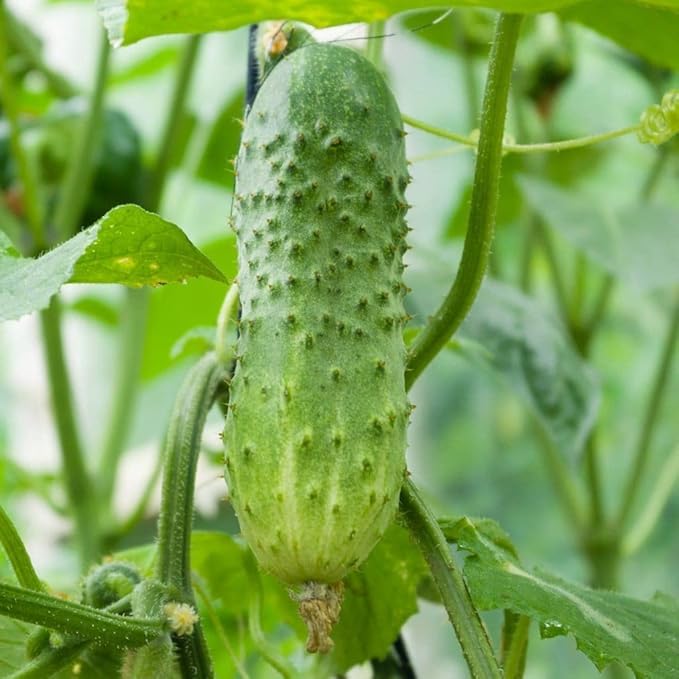 100 Organic Boston Pickling Cucumber Seeds for Planting 3 Grams of Seeds Heirloom Non GMO USA Harvested Survival Garden