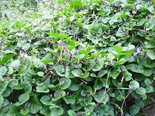 Mixed Malabar Spinach Seeds - Red & Green - Basella alba Leafy Green and Red Varieties Non-GMO Open Pollinated (200 - Seeds)