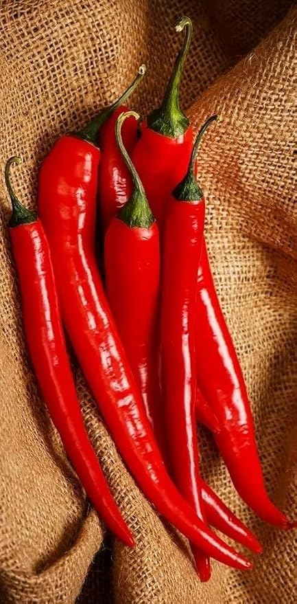 Seeds Fire Hot Pepper Chili Heirloom Vegetable for Planting Non GMO