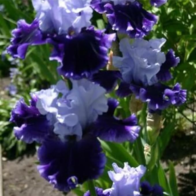 205+ Rare Mixed Iris Seeds for Planting - Perennial Bearded Iris Flower Seeds Exotic -Non-GMO Heirloom Exotic Flower Seeds Perennial for Garden Outdoor