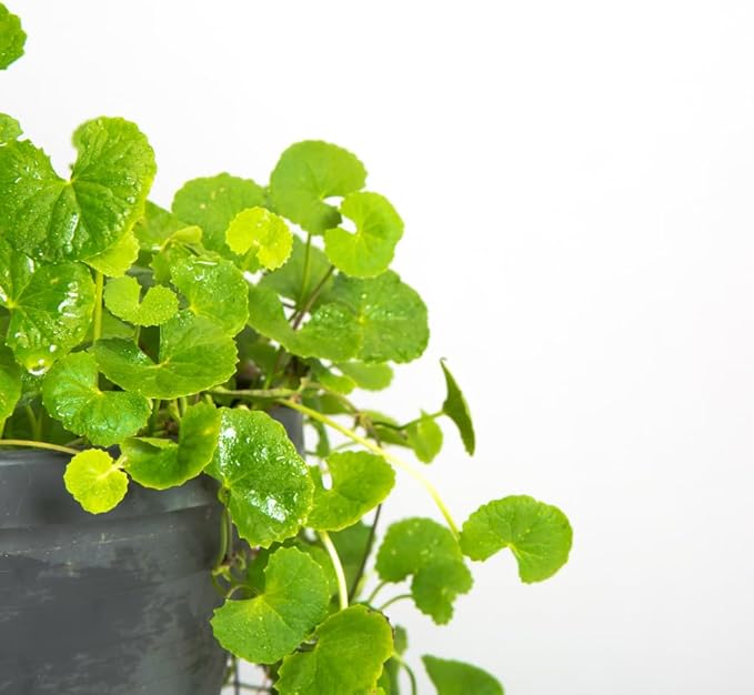 1100 Green Gotu Kola Seeds - Hat Rau Ma - Big Leaf Seed Centella Asiatica Vegetable Indian Pennywort| Non GMO | Organic | Heirloom