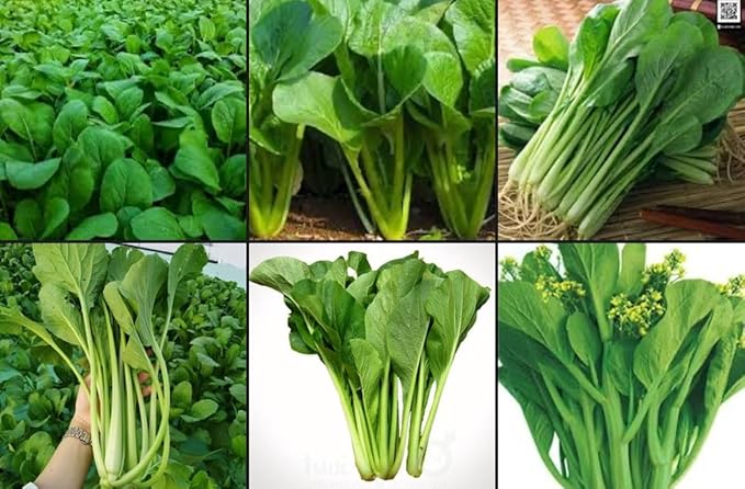 2500+ Seeds Brassica Juncea Choy Sum Mustard Yu Choy Sum Seeds, USA Chinese Broccoli Scallion Chive Asian Vegetable, Cải NGỌt ăn bông (Cải Ngồng) Diaspora