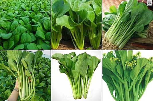 2500+ Seeds Brassica Juncea Choy Sum Mustard Yu Choy Sum Seeds, USA Chinese Broccoli Scallion Chive Asian Vegetable, Cải NGỌt ăn bông (Cải Ngồng) Diaspora