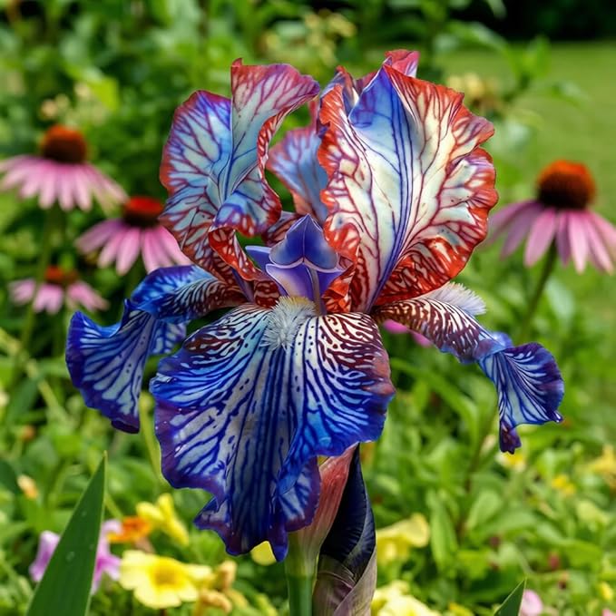 75+ Mix Iris Seeds for Planting -Rare Exotic Bearded Iris Flower Seeds -Dwarf Flower Seeds Perennial Cold Hardy Non-GMO Heirloom for Garden Outdoor