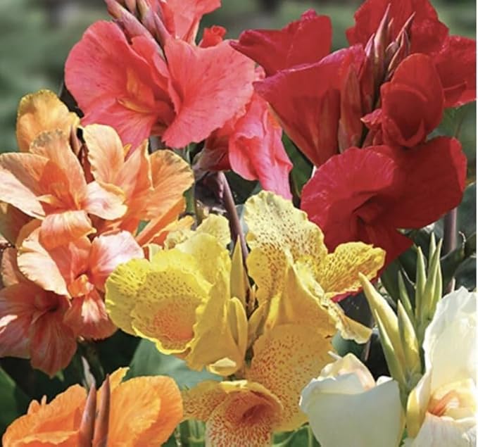 20+ Mixed Canna Lily Seeds Green Leaves Tropical Flowers Perennial Flowers Garden Plant