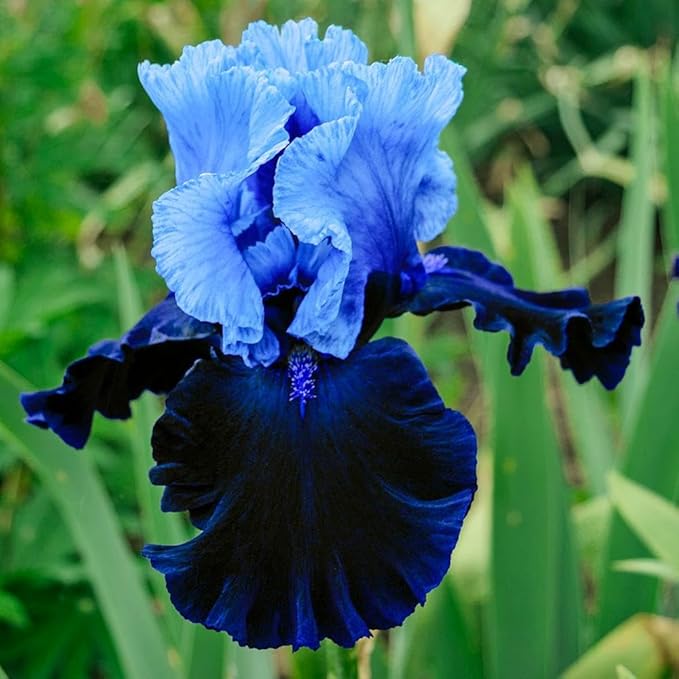 205+ Rare Mixed Iris Seeds for Planting - Perennial Bearded Iris Flower Seeds Exotic -Non-GMO Heirloom Exotic Flower Seeds Perennial for Garden Outdoor