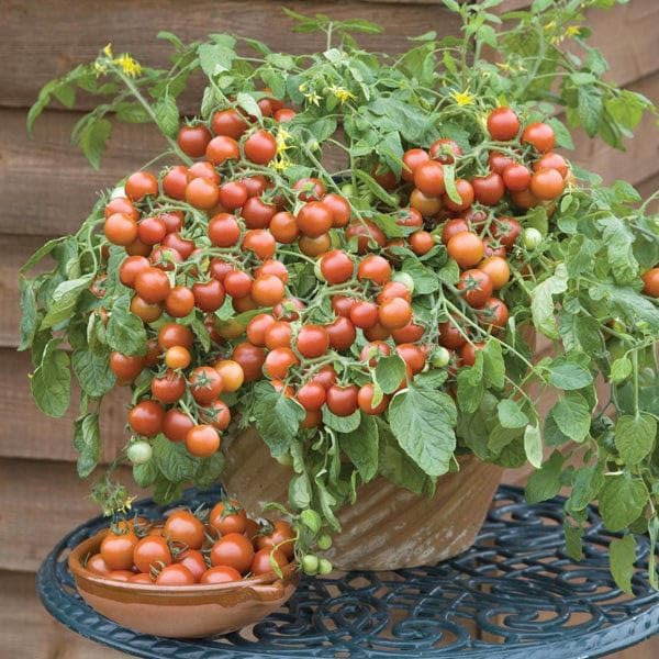 Beginner Vegetable Garden Seed Collection, 5-Pack Variety Kit Contains 2,575 Seeds, Easy to Grow Food, Live Plants | Lettuce Mix, Nantes Carrot, Scarlet Globe Radish, Cherry Tomato, Zucchini