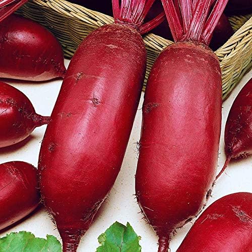 Seeds Beet Long Beetroot Dark Rival Red Non GMO Vegetable for Planting