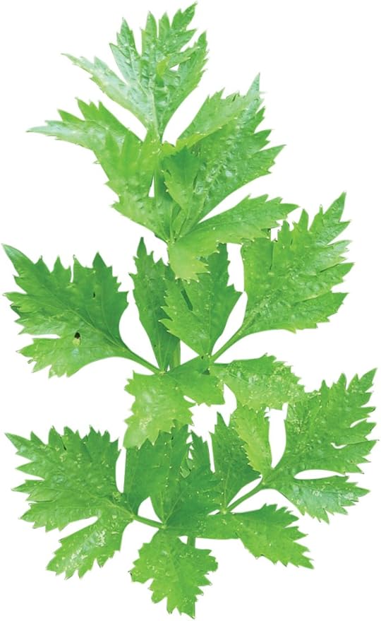 Burpee Gigante D'Italia Organic Parsley Seeds 800 seeds