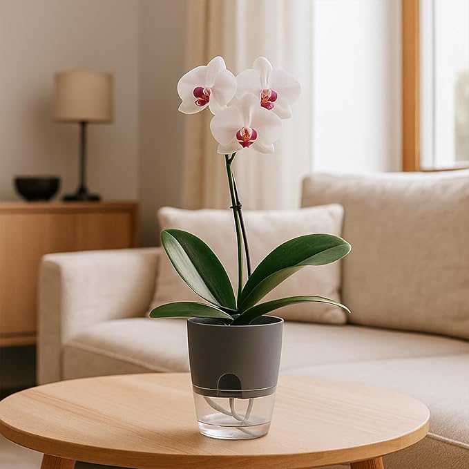 Planterhoma 6 Pack Self Watering Pots for Indoor Plants, 3.2/4/6 Inch Plant Pot Plastic Self Watering Planter for Orchid, African Violet, Small Clear Flower Pots with Drainage Holes and Wicking, Grey