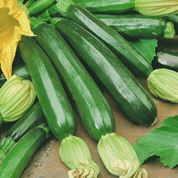 Beginner Vegetable Garden Seed Collection, 5-Pack Variety Kit Contains 2,575 Seeds, Easy to Grow Food, Live Plants | Lettuce Mix, Nantes Carrot, Scarlet Globe Radish, Cherry Tomato, Zucchini