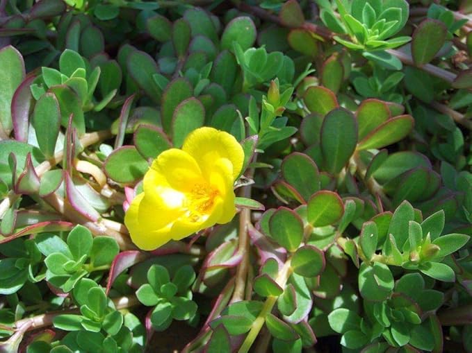 Purslane (Portulaca oleracea) Vegetable Green Leafy Antitoxin Heirloom Organic Non-GMO