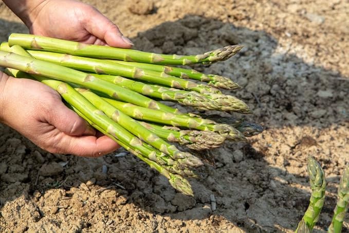 500+ Mary Washington Asparagus Seeds for Planting, Heirloom Non-GMO Seeds, Premium Asparagus Seeds Organic for Perennial Vegetable Garden, Organic Asparagus Seeds for Planting Outdoors