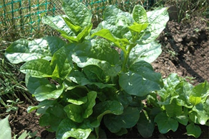 Mixed Malabar Spinach-Fresh Seeds- Both Varieties RED & Green Delicious(50 - Seeds)